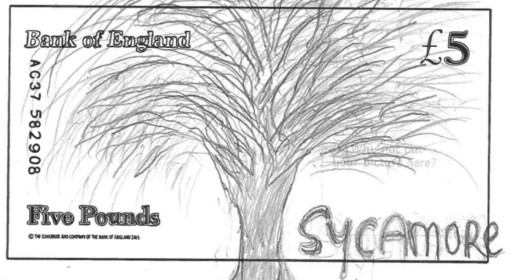A banknote design featuring an illustration of the Sycamore Gap tree